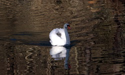 Ein Schwan schwimmt im Fluss