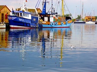 In einem Ostseehafen vor Anker liegende Fischkutter werden von einer schwimmenden Lachmöwe begutachtet.