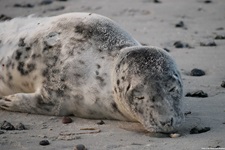 Eine Kegelrobbe döst an einem Strand auf Rügen.