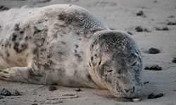 Eine Kegelrobbe döst an einem Strand auf Rügen.