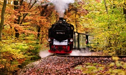 Der Dampfzug Rasender Roland in einem herbstlich verfärbten Laubwald auf der Insel Rügen.