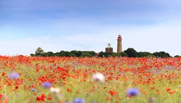 Die beiden Leuchttürme am Kap Arkona überragen eine blühende Blumenwiese mit Klatschmohn und Wegwarte.