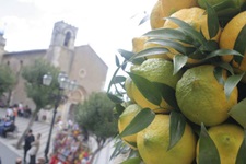 Ein üppig mit reifen Früchten behangener Zitronenbaum in einem Örtchen an der sizilianischen Zitronenriviera.