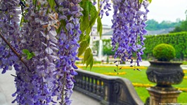 Traumhafte Blütenpracht im Salzburger Mirabellgarten.