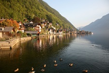 Stockenten auf dem Hallstätter See bei Hallstatt.