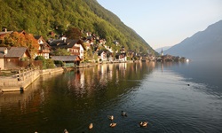 Stockenten auf dem Hallstätter See bei Hallstatt.