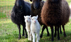 Drei schwarze Schafe mit zwei weißen Osterlämmchen auf einer Weide