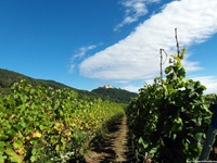 Ein Feldweg schlängelt sich zwischen Weinreben hindurch. Im Hintergrund ist Schloss Hambach zu erkennen.