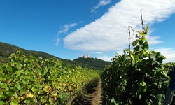 Ein Feldweg schlängelt sich zwischen Weinreben hindurch. Im Hintergrund ist Schloss Hambach zu erkennen.