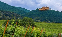 Das geschichtsträchtige Schloss Hambach erhebt sich über sattgrünen Weingärten.