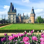 Pink blühende Tulpen vor dem majestätischen Schloss Maintenon.