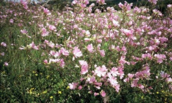 Blütenparadies am Wegesrand im UNESCO-Biosphärenreservat Schwäbische Alb.