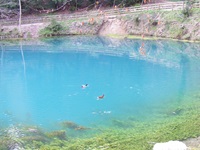 Ein Stockentenpärchen paddelt über den malerischen Blautopf bei Blaubeuren.