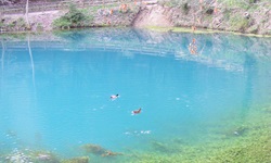 Ein Stockentenpärchen paddelt über den malerischen Blautopf bei Blaubeuren.