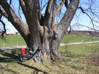 Ein Fahrrad lehnt im UNESCO-Biosphärenreservat Schwäbische Alb an einem gewaltigen, uralten Baum.