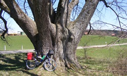 Ein Fahrrad lehnt im UNESCO-Biosphärenreservat Schwäbische Alb an einem gewaltigen, uralten Baum.