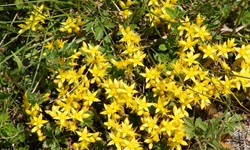 Johanniskraut in voller Blüte.