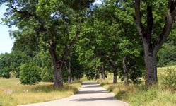 Eine wunderschöne alte Allee flankiert einen Teil der Radstrecke durch das UNESCO-Biosphärenreservat Schwäbische Alb.