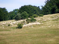 Eine Schafherde pflegt die die charakteristischen Wacholderheiden im UNESCO-Biosphärenreservat Schwäbische Alb.
