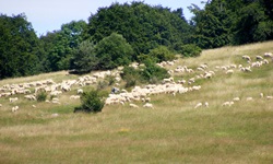 Eine Schafherde inmitten der Wacholderheiden, die weite Teile der Schwäbischen Alb prägen.