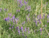 Blühende Wicken auf einer Blumenwiese der Schwäbischen Alb.