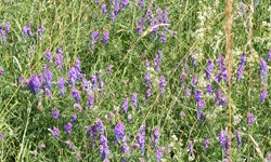 Blühende Wicken auf einer Blumenwiese der Schwäbischen Alb.