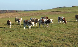 Eine Herde braunbunter Kühe genießt den Weidegang auf der Schwäbischen Alb.
