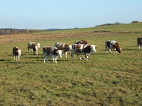 Braunbunte Kühe auf einer Wiese im Biosphärengebiet Schwäbische Alb.