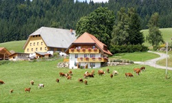 Braunbunte Kühe grasen unterhalb des Salenhofes bei Schwärzenbach.