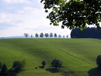 Bäume, tiefgrüne, sanft ansteigende Wiesen und Nadelwald prägen weite Teile des südlichen Schwarzwaldes.