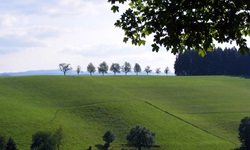 Bäume, tiefgrüne, sanft ansteigende Wiesen und Nadelwald prägen weite Teile des südlichen Schwarzwaldes.