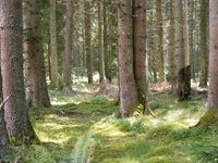 Farne, Moose und natürlich unzählige Nadelbäume prägen die Wälder des Schwarzwaldes, die Ihnen unterwegs immer wieder begegnen.