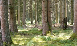 Farne, Moose und natürlich unzählige Nadelbäume prägen die Wälder des Schwarzwaldes, die Ihnen unterwegs immer wieder begegnen.