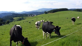 Grasende, schwarzbunte Kühe auf einer Hochebene im Nordschwarzwald.