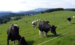 Schwarzbunte Kühe grasen auf einer sattgrünen Hochfläche im Schwarzwald.