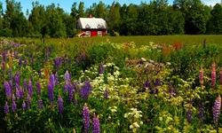 Eine blühende Wiese mit Lupinen vor einem typischen roten Schwedenhaus mit weißen Fensterrahmen.