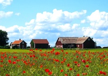 Eine blühende Klatschmohnwiese vor drei weinroten Häusern, wie sie für (Süd-)Schweden typisch sind.