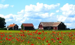 Eine blühende Klatschmohnwiese vor drei weinroten Häusern, wie sie für (Süd-)Schweden typisch sind.