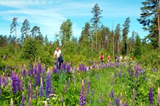 Eine Gruppe Radler fährt im Süden Schwedens an einer Wiese mit blühenden Lupinen vorbei.