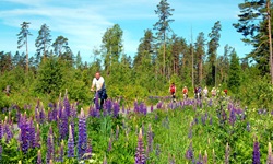 Eine Gruppe Radler fährt im Süden Schwedens an einer Wiese mit blühenden Lupinen vorbei.