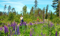 Eine Gruppe Radler fährt im Süden Schwedens an einer Wiese mit blühenden Lupinen vorbei.