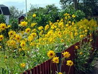Gelbe Blumen blühen auf einem Grundstück in Schweden