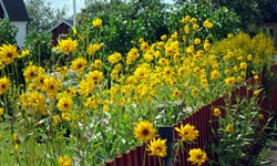 Gelbe Blumen blühen auf einem Grundstück in Schweden