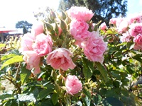 Ein Strauch in Schweden mit rosa Blüten