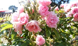 Ein Strauch in Schweden mit rosa Blüten