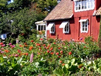 Ein typisches Schwedenhaus in roter Farbe mit Blumenbeet vor dem Haus