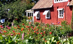 Ein typisches Schwedenhaus in roter Farbe mit Blumenbeet vor dem Haus