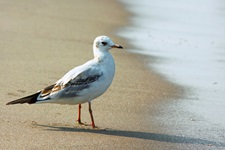 Eine Seemöve steht am Strand auf Usedom