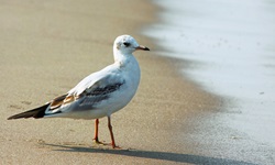 Eine Seemöve steht am Strand auf Usedom