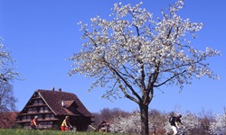 Drei Radfahrer sind auf der Schweizer Seenroute unterwegs und radeln an einem Bauernhaus vorbei, neben dem blühende Obstbäume stehen.
